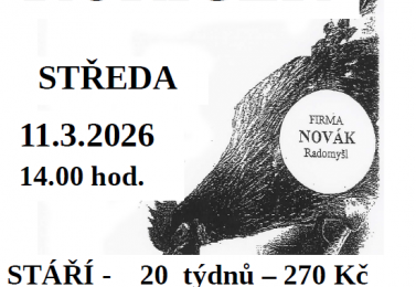 Prodej kuřic - Novák Radomyšl (rozvozový plán), aktuální prodej 11.3.2026 před OÚ Stříbřec ve 14:00.